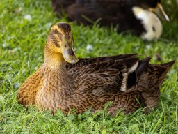 Fotowalk - Bodensdorf - Carinthia Austria